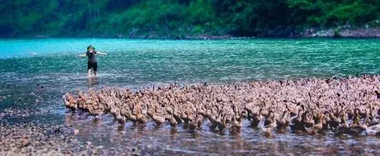 贵州鸭业,贵州鸭农业