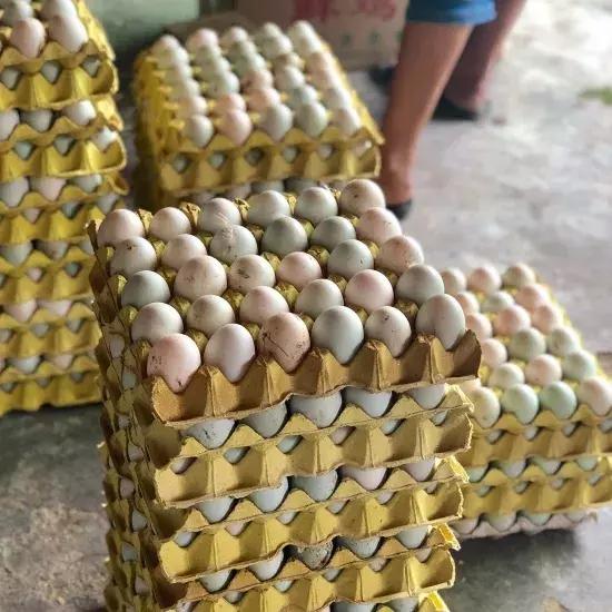 贵州鸭业,贵州鸭农业