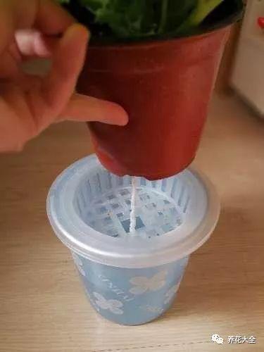 用塑料瓶自己做自动浇水种菜神器,空瓶子改造浇水器的小妙招
