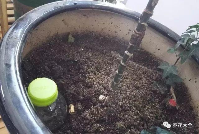 用塑料瓶自己做自动浇水种菜神器,空瓶子改造浇水器的小妙招