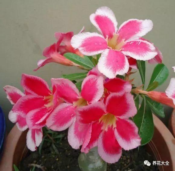 用塑料瓶自己做自动浇水种菜神器,空瓶子改造浇水器的小妙招