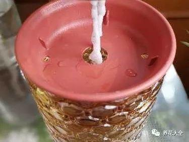 用塑料瓶自己做自动浇水种菜神器,空瓶子改造浇水器的小妙招