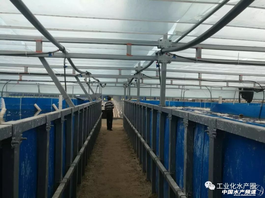 高效循环水水产养殖技术有哪些,水产高密度养殖循环水系统