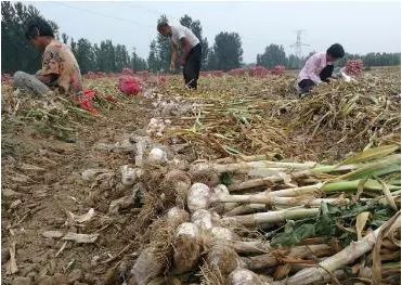 种植大蒜的利润是多少钱一亩,大蒜种植过程中的注意事项