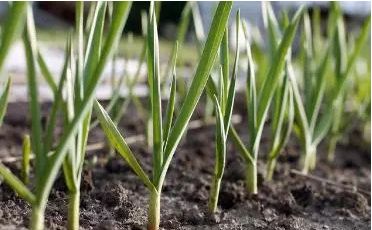 种植大蒜的利润是多少钱一亩,大蒜种植过程中的注意事项