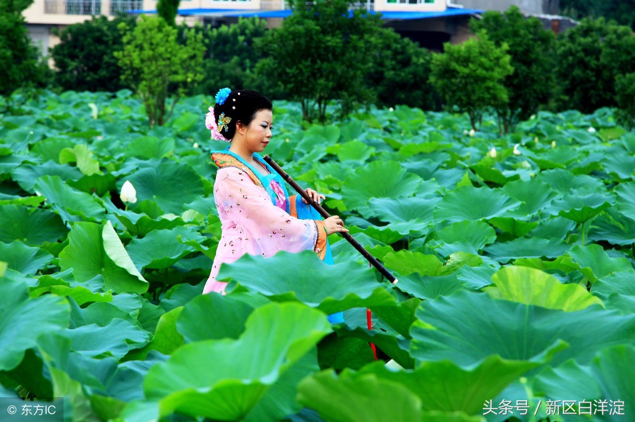 雄安新区白洋淀芦苇荡初冬的美景,白洋淀荷花仙子的传说