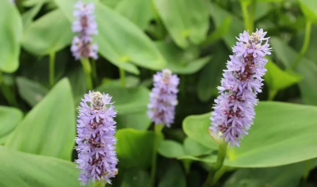 喜欢夏天不喜欢冬天,不喜欢夏天想一直活在冬天里