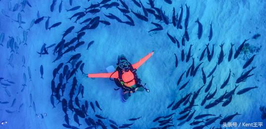 帕劳海底图片大全,帕劳海底世界旅游