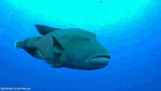 帕劳海底图片大全,帕劳海底世界旅游