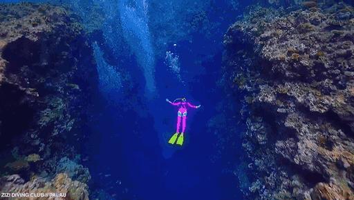 帕劳海底图片大全,帕劳海底世界旅游