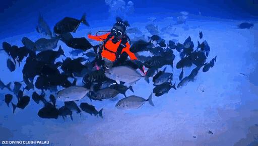 帕劳海底图片大全,帕劳海底世界旅游