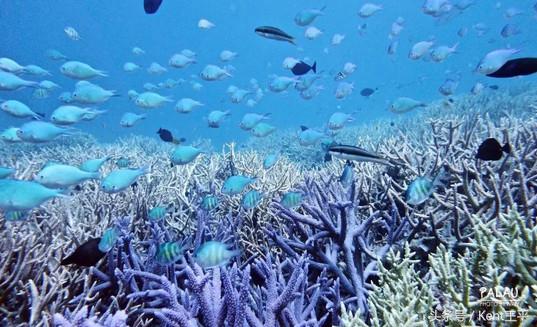 帕劳海底图片大全,帕劳海底世界旅游