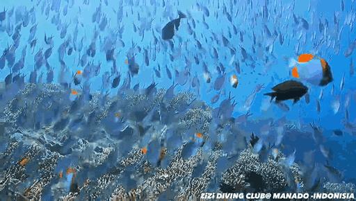 帕劳海底图片大全,帕劳海底世界旅游