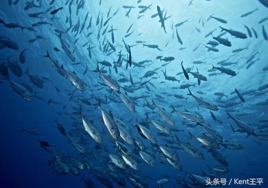 帕劳海底图片大全,帕劳海底世界旅游