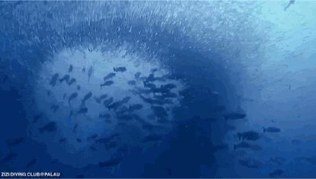 帕劳海底图片大全,帕劳海底世界旅游