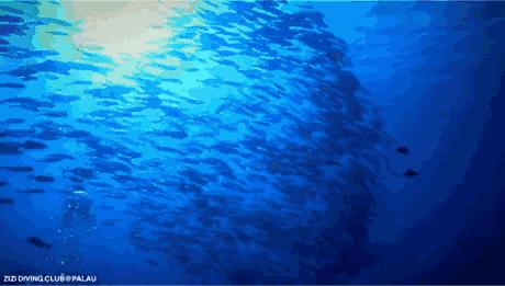 帕劳海底图片大全,帕劳海底世界旅游