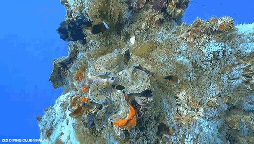 帕劳海底图片大全,帕劳海底世界旅游