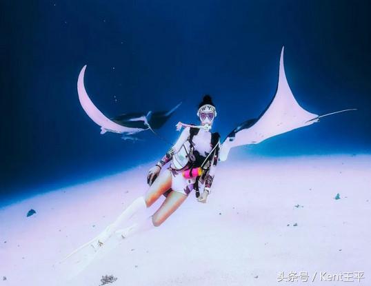 帕劳海底图片大全,帕劳海底世界旅游