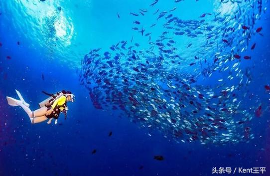 帕劳海底图片大全,帕劳海底世界旅游