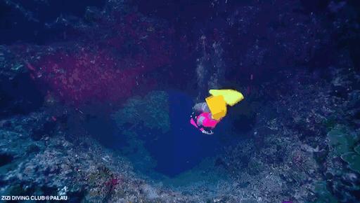 帕劳海底图片大全,帕劳海底世界旅游