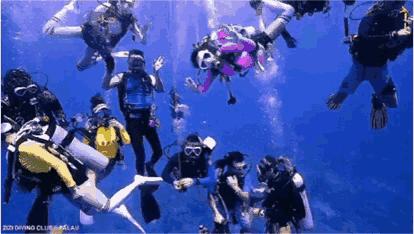 帕劳海底图片大全,帕劳海底世界旅游