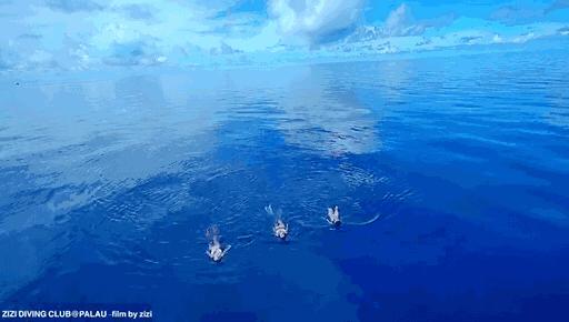 帕劳海底图片大全,帕劳海底世界旅游