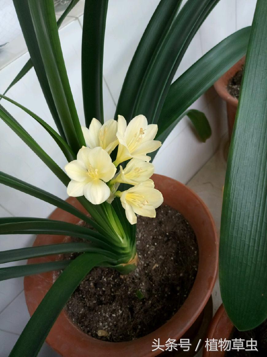 君子兰浇水技巧小视频,君子兰浇水方法的正确步骤