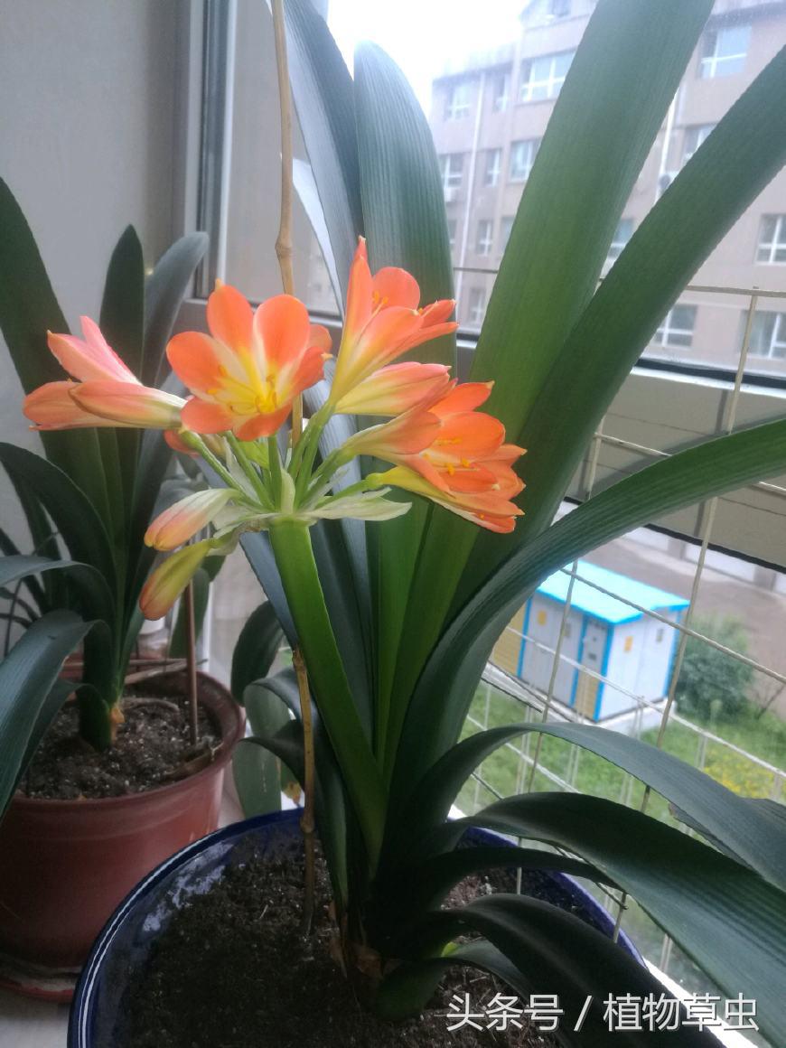 君子兰浇水技巧小视频,君子兰浇水方法的正确步骤