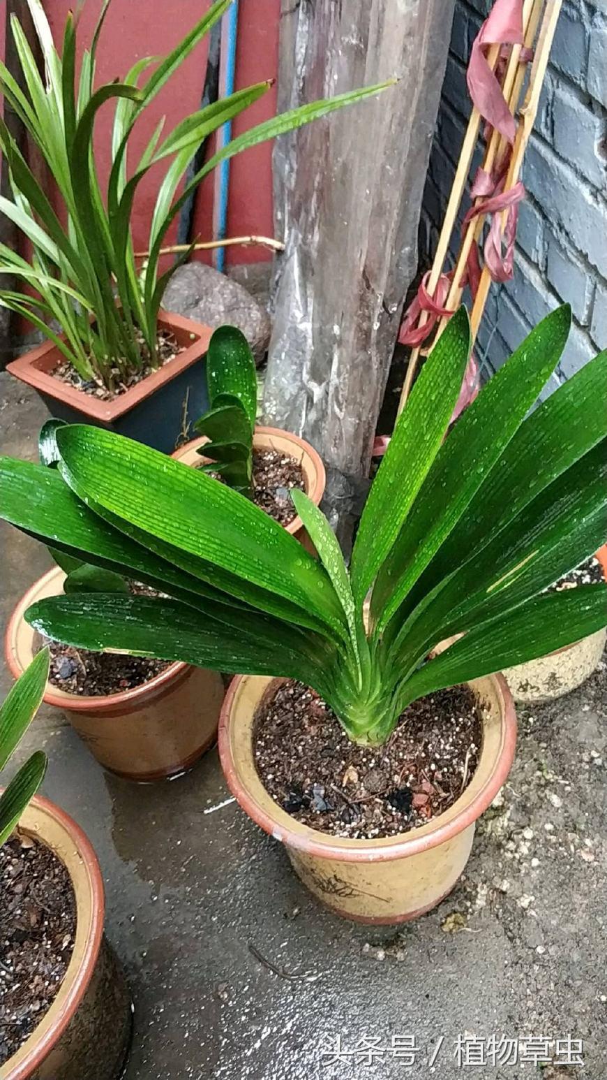 君子兰浇水技巧小视频,君子兰浇水方法的正确步骤