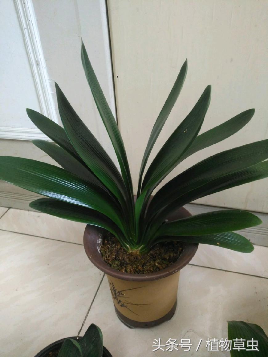 君子兰浇水技巧小视频,君子兰浇水方法的正确步骤