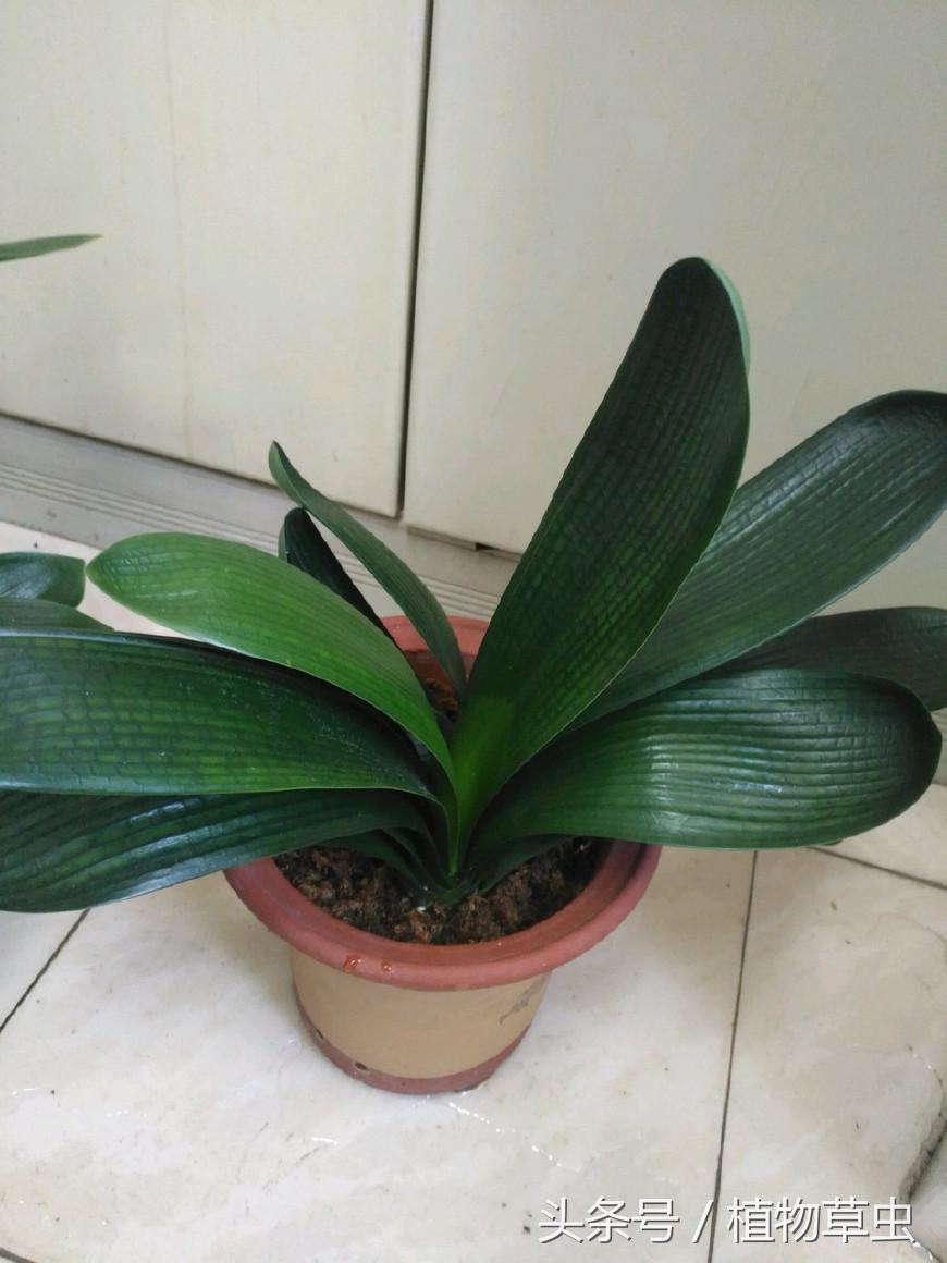 君子兰浇水技巧小视频,君子兰浇水方法的正确步骤