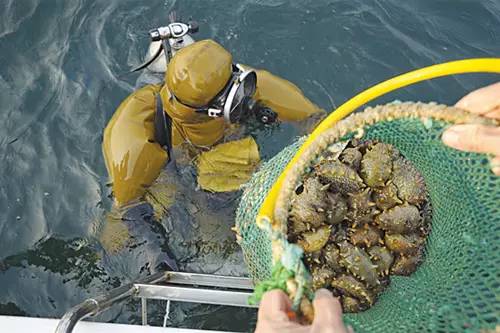 太热情，应邀来给大家介绍下家乡大连长海野生海参和当地生活！