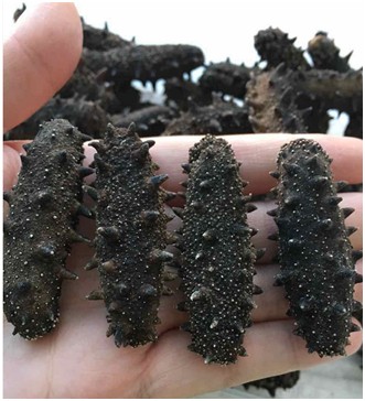 太热情，应邀来给大家介绍下家乡大连长海野生海参和当地生活！