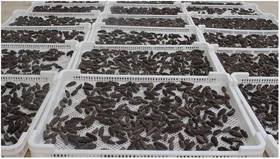 太热情，应邀来给大家介绍下家乡大连长海野生海参和当地生活！