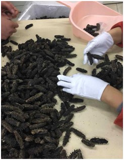 太热情，应邀来给大家介绍下家乡大连长海野生海参和当地生活！