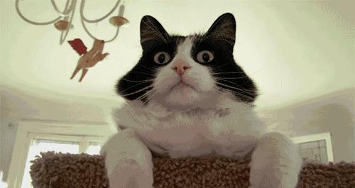 3.8放假通知老师放假吗,中小学放假通知大学放假时间