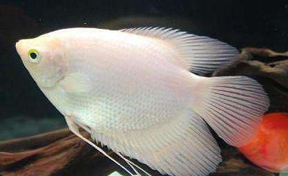 金菠萝鱼为什么这么贵,金菠萝鱼好吃吗