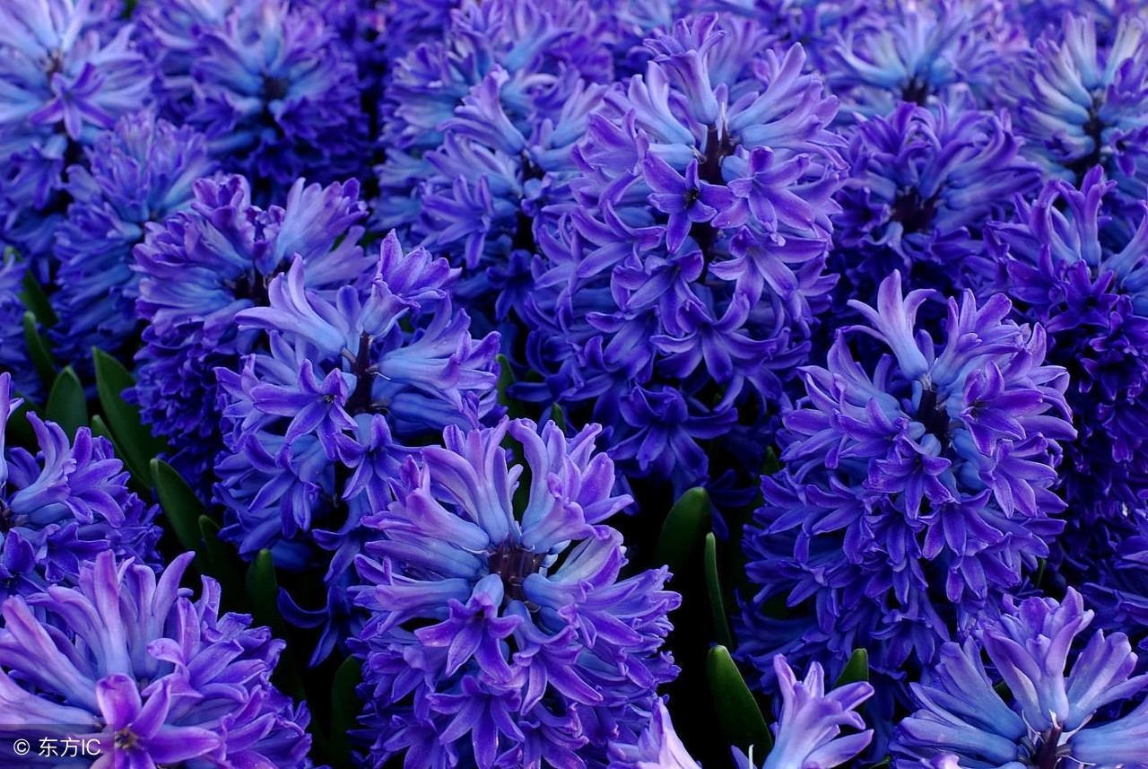 紫藤花语为情而生,紫藤花的花语为情而生为爱而亡