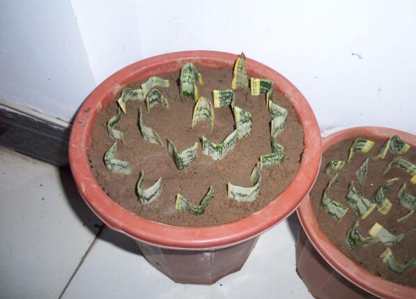 虎皮兰剪掉头还能活吗,虎皮兰为什么会拦腰折断