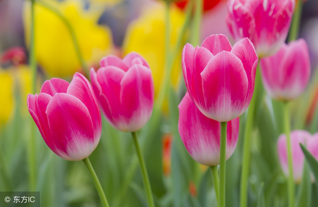 紫藤花语为情而生,紫藤花的花语为情而生为爱而亡