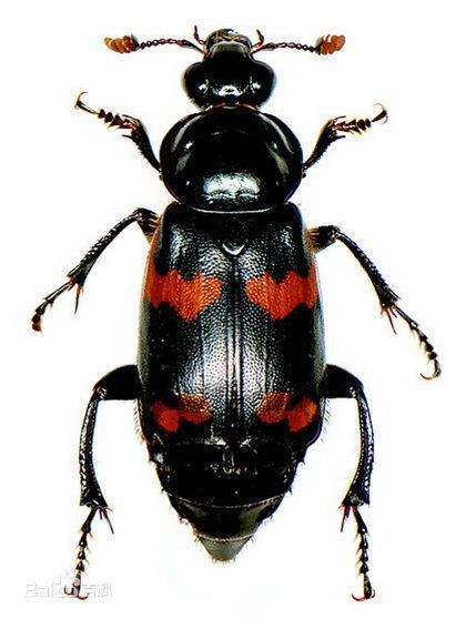 延禧攻略璎珞中尸虫毒片段,延禧攻略魏璎珞用手拿尸虫片段