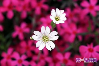 紫藤花语为情而生,紫藤花的花语为情而生为爱而亡