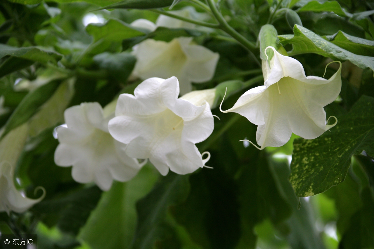 紫藤花语为情而生,紫藤花的花语为情而生为爱而亡