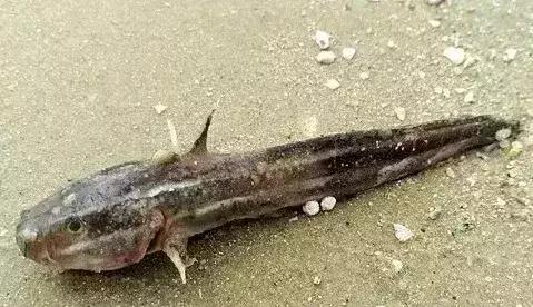 渔民在海边发现一条奇怪的鱼,顺德人草鱼去刺