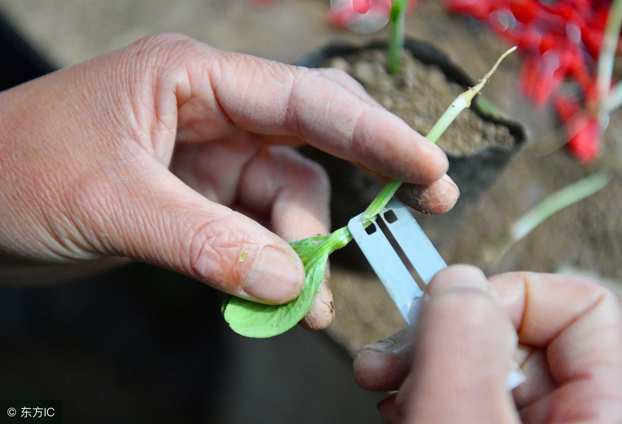西葫芦种植结瓜后管理,种西葫芦怎么管理得瓜多呢