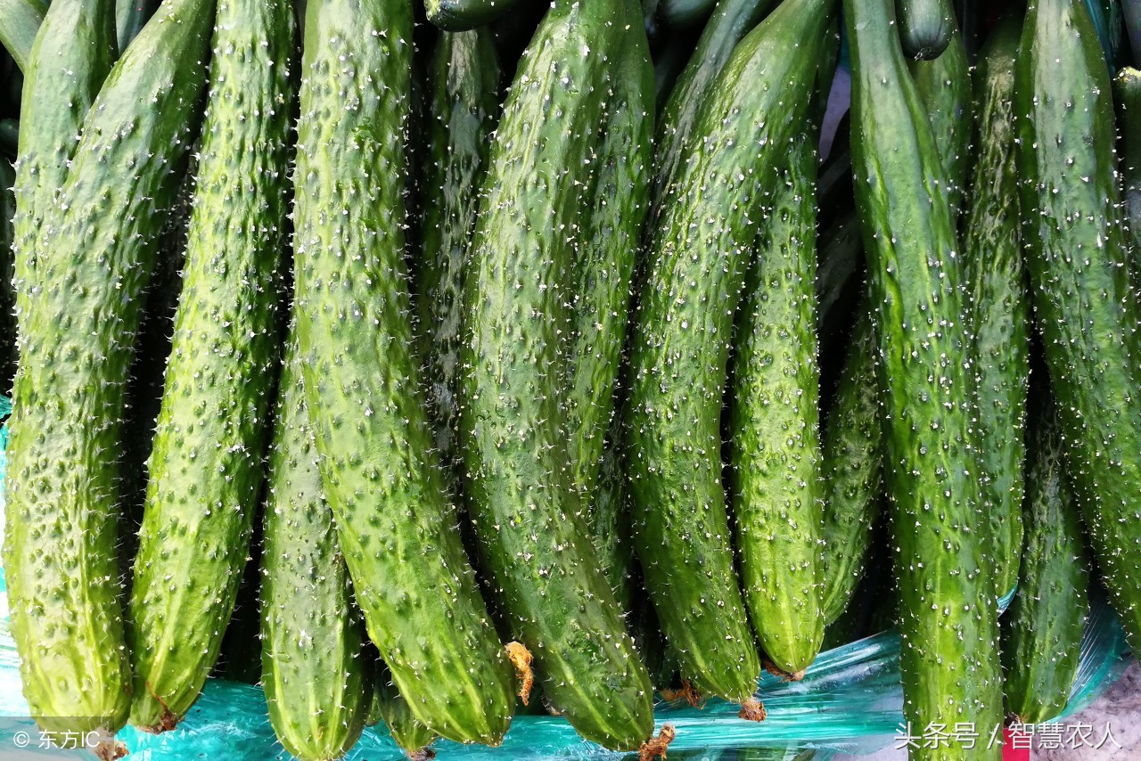 种植黄瓜打弯怎么处理,种植黄瓜长出是弯的