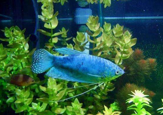 常见的热带鱼种类以及样子,热带观赏鱼种类大全和图片