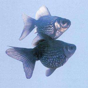 常见的热带鱼种类以及样子,热带观赏鱼种类大全和图片