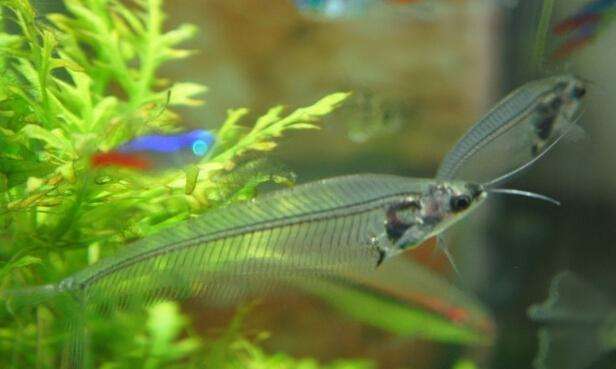 常见的热带鱼种类以及样子,热带观赏鱼种类大全和图片