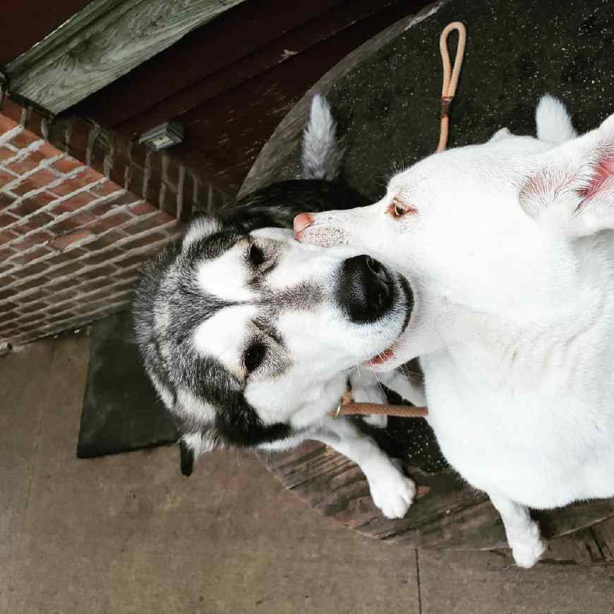 狗狗怀孕期间可以外驱虫吗,狗狗怀孕期间能用干洗粉吗